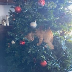 Meet your Posher, Pierson